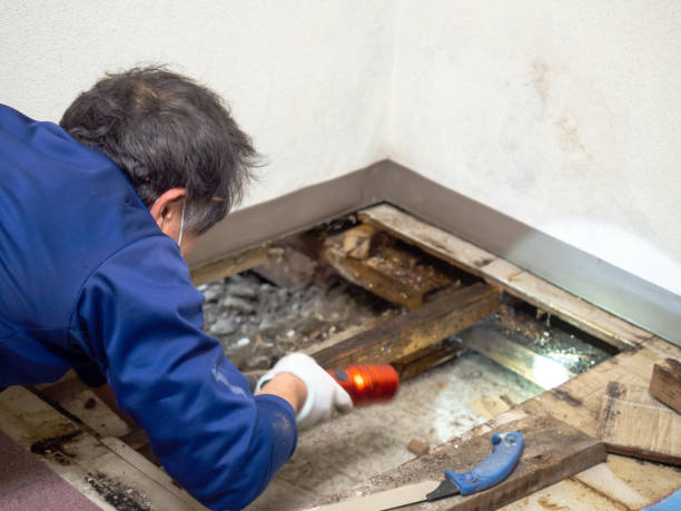 Best Same-Day Mold Removal  in Sibley, LA