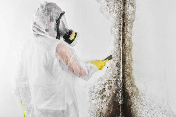 Best Mold Removal Company Near Me  in Sibley, LA