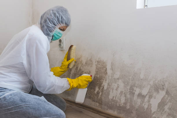 Best Attic Mold Removal  in Sibley, LA