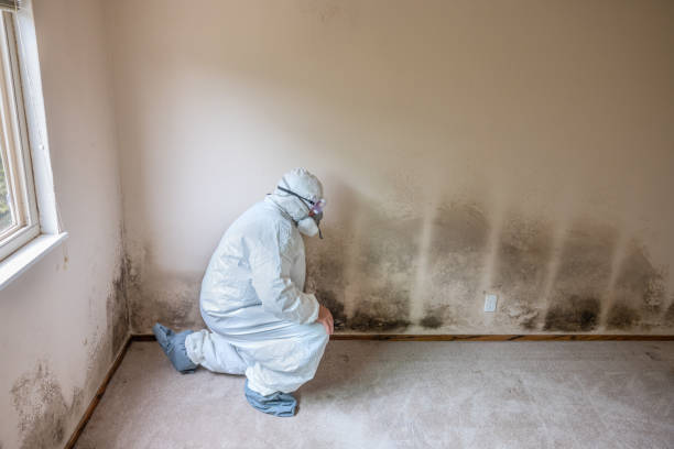 Best Mold Inspection  in Sibley, LA