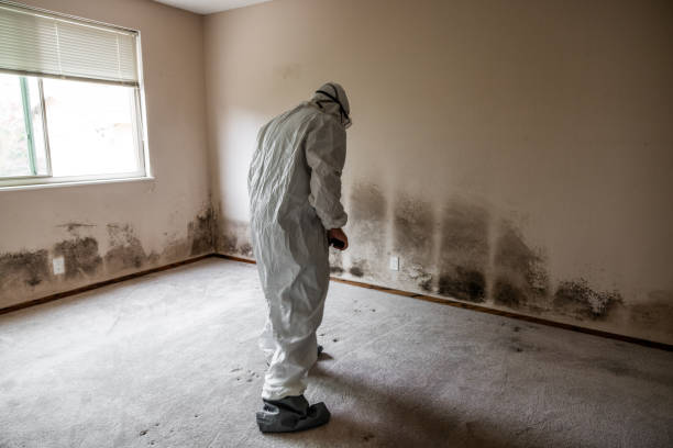 Best Mold Testing  in Sibley, LA