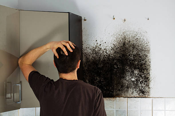 Best Office Mold Removal Services  in Sibley, LA
