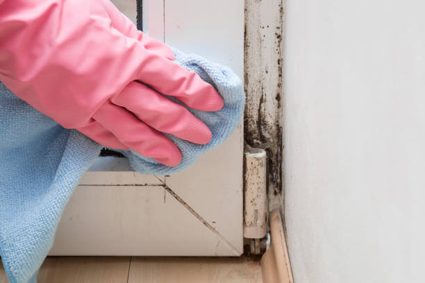 Best Crawl Space Mold Removal  in Sibley, LA